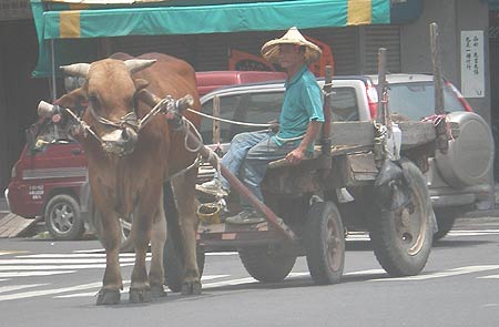 photo of man riding in a cart pulled down a Tainan County city street by a cow