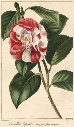 Camellia Japonica. Rose Camellia.