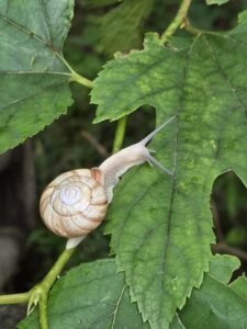 photo of a snail, Victor Mair's personal symbol of dedicated progress, on a leaf
